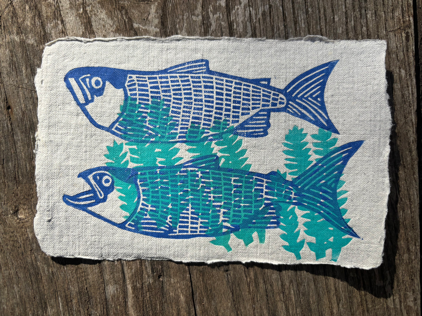 Saumons dans les algues - carte postale