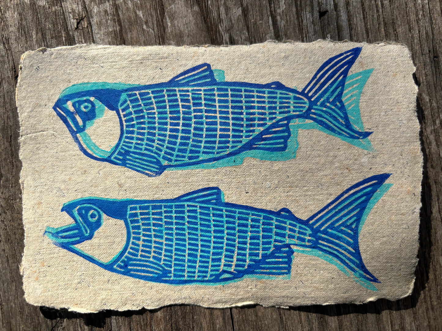 Saumons - carte postale